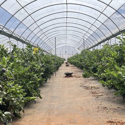 Sistema comercial de cultivo de cocopeat en invernadero de túnel económico para mejor cultivo