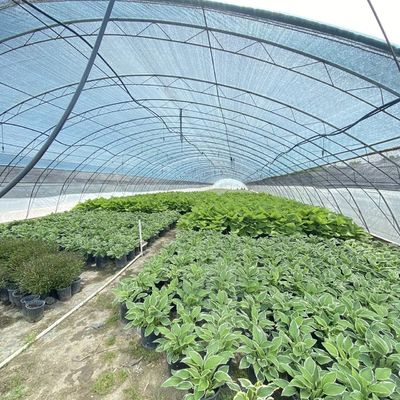 Sistema comercial de cultivo de cocopeat en invernadero de túnel económico para mejor cultivo
