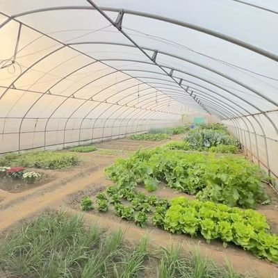 Sistema de cultivo hidropónico de invernadero de túnel de una sola capa para verduras de múltiples estadios