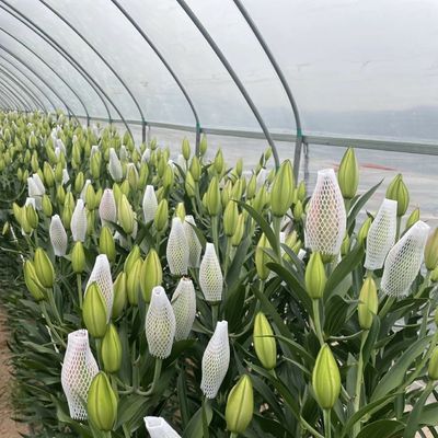 Sistema de cultivo hidropónico de invernadero de túnel de una sola capa para verduras de múltiples estadios