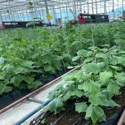 Sistema hidropónico de metros cuadrados para la producción de vegetales y flores a gran escala