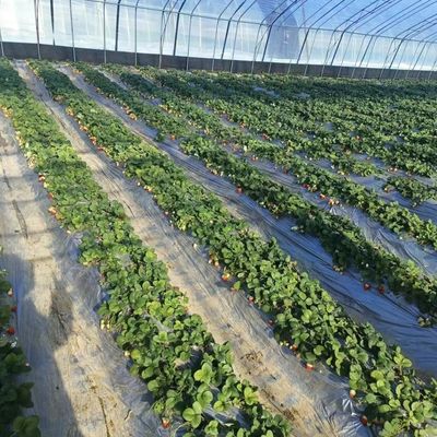 Sistema hidropónico de metros cuadrados para la producción de vegetales y flores a gran escala