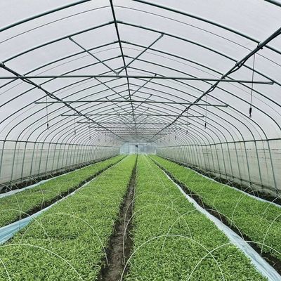 Invernadero de túnel de arco único grande JX-A00182 para la producción de vegetales durante todo el año