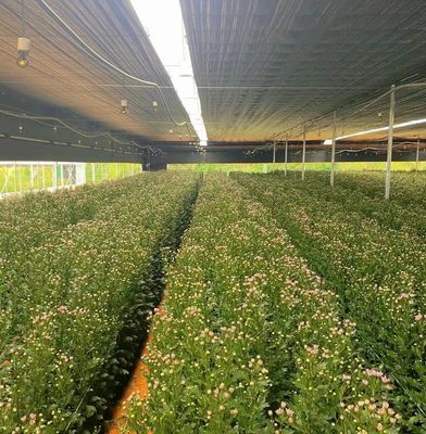 Estructura de acero Hidroponía de invernaderos agrícolas multi-espacio con fácil instalación