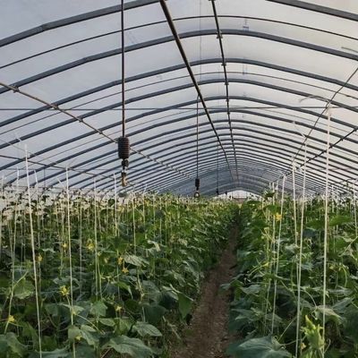 Revolucione su producción de verduras con invernaderos de irrigación por goteo