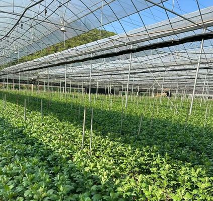 Moneda de los Estados Unidos JX-A0023 Invernadero de película de múltiples tramos para la plantación de lechuga de pepino Tomota