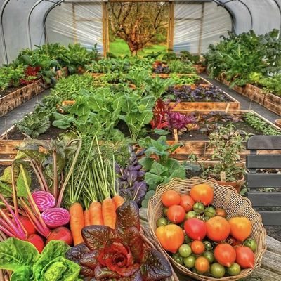 Sistema de cultivo de cocopaeas en invernadero de túnel para tomates y fresas Envío rápido