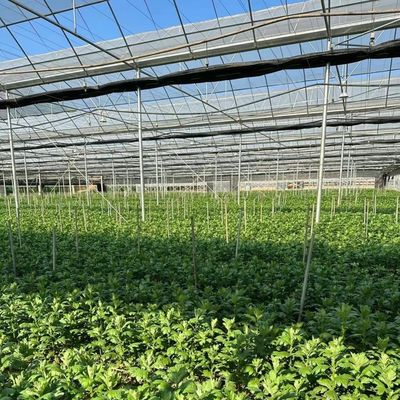 Invernadero de película de múltiples tramos para la agricultura vertical