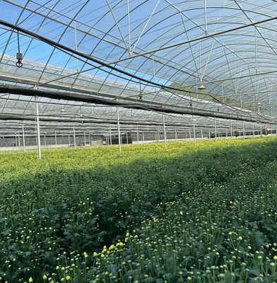 Invernadero de película de múltiples tramos para la agricultura vertical