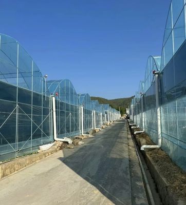 Invernadero de película de múltiples tramos para la agricultura vertical