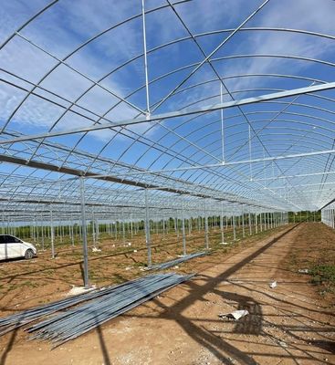 Invernadero de película de múltiples tramos para la agricultura vertical