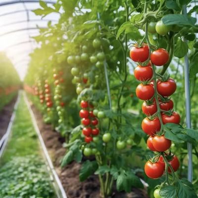 Sistema innovador de invernaderos de irrigación por goteo con 30 días de devolución