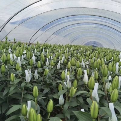 Sistema innovador de invernaderos de irrigación por goteo con 30 días de devolución