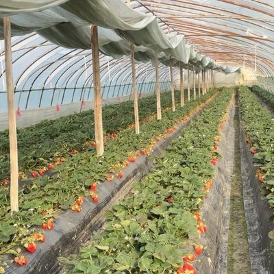 Sistema innovador de invernaderos de irrigación por goteo con 30 días de devolución