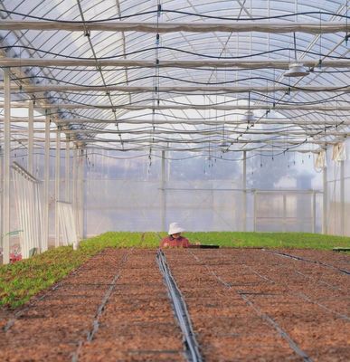 Invernadero de película múltiple con refrigeración/sombra/irrigación de gran tamaño y bajo mantenimiento
