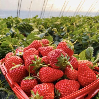 Sistema de cultivo hidropónico de invernadero con túnel de arco de múltiples tramos