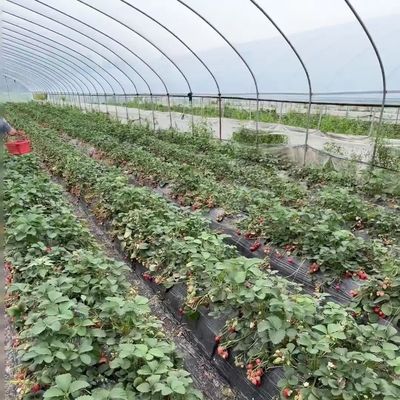 Sistema de cultivo hidropónico de invernadero con túnel de arco de múltiples tramos