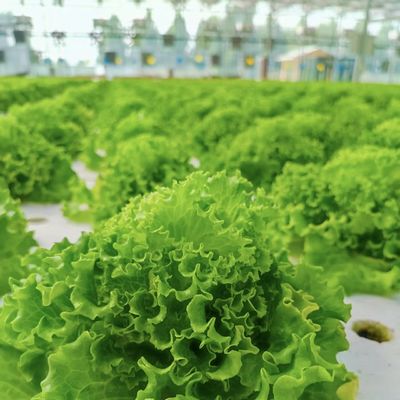 Material de la portada de la película Agricultura Solución de invernadero de túnel para la producción de grandes cultivos