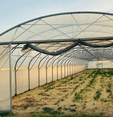Invernadero de luz solar para la plantación de capsicum Método avanzado de cultivo de verduras