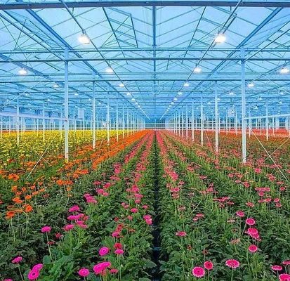 Producto de la planta de la planta de la planta de la planta