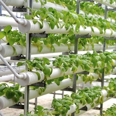 Costo de envío y plazo de entrega para invernaderos hidropónicos de larga escala