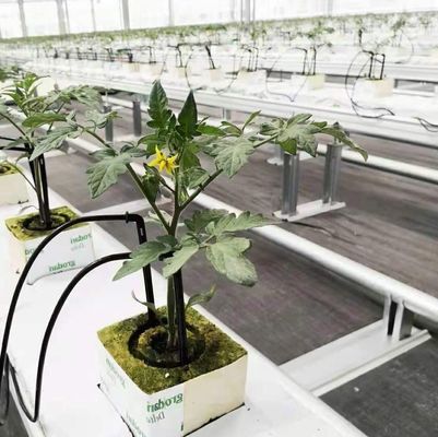 Invernadero de doble arco personalizado para verduras personalizado a sus necesidades