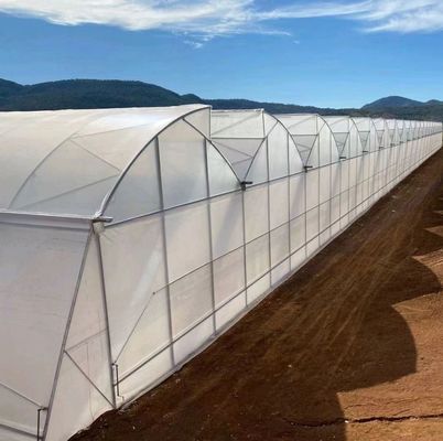 Invernadero de doble arco personalizado para verduras personalizado a sus necesidades