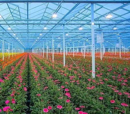Invernadero de cultivo de hortalizas con vibrador de nieve Devolución de reembolsos en 30 días