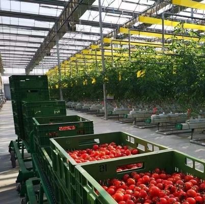 Invernadero de doble arco para cultivo de hongos