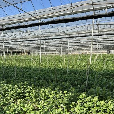 Agricultura Sistema de cultivo vertical con película de plástico de invernadero de múltiples estadios