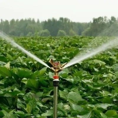 Invernadero de doble arco para cultivo de hongos