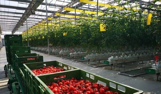 Solicitud personalizada de invernadero con vibrador de nieve para el cultivo de capsicum en moneda estadounidense