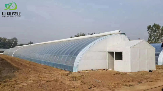 Solicitud personalizada Invernadero de doble arco para el cultivo de tomate en moneda estadounidense