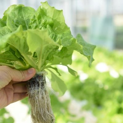 Invernadero de película multi-espans para el cultivo 20.000kg paquete peso bruto fácil devoluciones