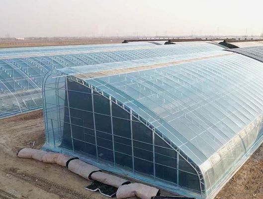 La mayoría de las plantas de la familia de las capsicum son cultivadas en zonas rurales.