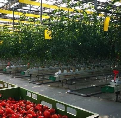 La mayoría de las plantas de la familia de las capsicum son cultivadas en zonas rurales.