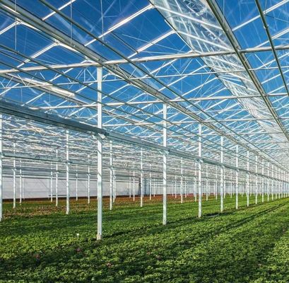 La mayoría de las plantas de la familia de las capsicum son cultivadas en zonas rurales.