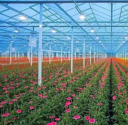 La mayoría de las plantas de la familia de las capsicum son cultivadas en zonas rurales.