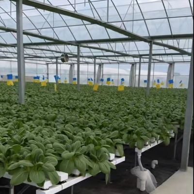 Kit de invernaderos comerciales de varias franjas con sistema de riego por goteo y tubería de PVC duradero