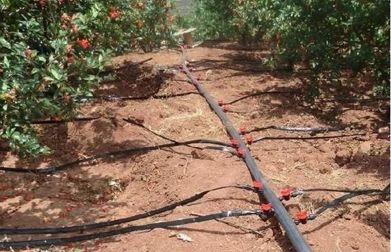 Origen Invernadero de doble arco de vigas para el capsicum Costo de envío y invernadero de producción