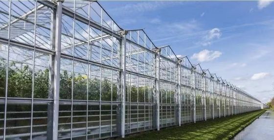 Origen Invernadero de doble arco de vigas para el capsicum Costo de envío y invernadero de producción