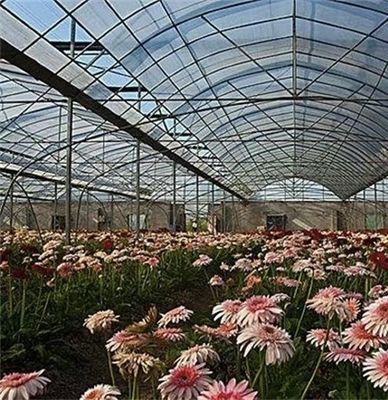 Invernadero agrícola de película de plástico PE/Po de gran longitud con sistema hidropónico