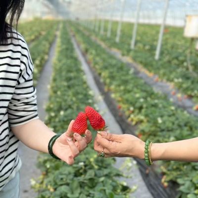 Origen Invernadero agrícola de película de múltiples estiramientos para su negocio agrícola