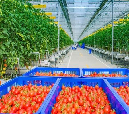 Single or Multi Span Customization Snow Vibrator Invernadero para la plantación de tomates de frutas