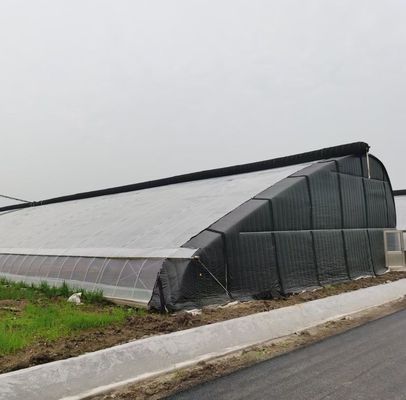 Invernadero de diseño de doble arco de acero y plástico para vegetales