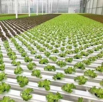 Invernadero de diseño de doble arco de acero y plástico para vegetales