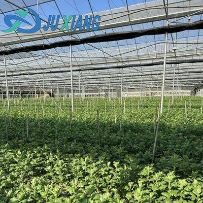Invernadero de diseño de doble arco de acero y plástico para vegetales