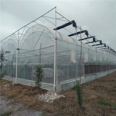 Diseño personalizado y invernadero de doble arco para el cultivo de tomate/pepinos de gran tamaño
