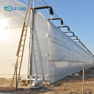 Diseño personalizado y invernadero de doble arco para el cultivo de tomate/pepinos de gran tamaño