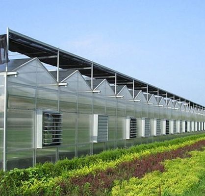 Diseño personalizado y invernadero de doble arco para el cultivo de tomate/pepinos de gran tamaño